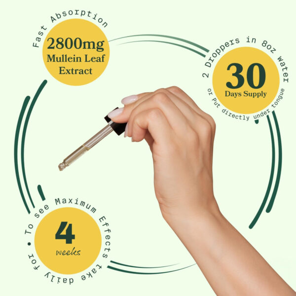 mullein extract liquid information showing fast absorption which takes up to 4 weeks of use for full effect with 2800mg total extract amount worth 30 days of use